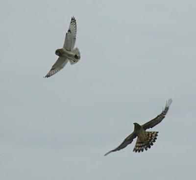 Short-eared Owl (left) and Northern Harrier (right)