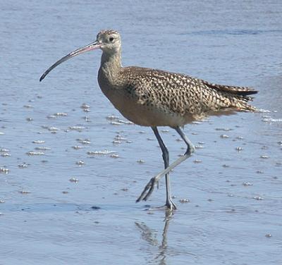 Long-billed Curlew