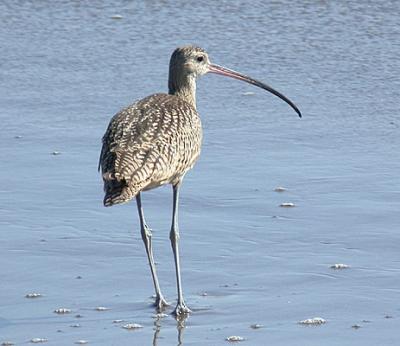 Long-billed Curlew