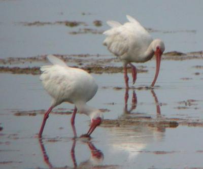 White Ibis