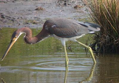 Tricolored Heron