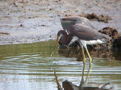 Tricolored Heron