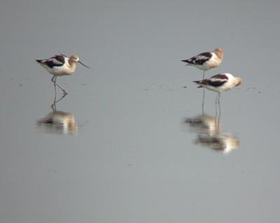 u34/gtepke/medium/22536965.020814AmericanAvocet0002.jpg