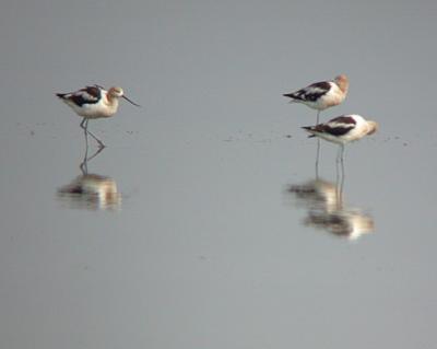 American Avocet