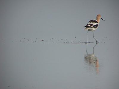 u34/gtepke/medium/22536966.020814AmericanAvocet0020.jpg
