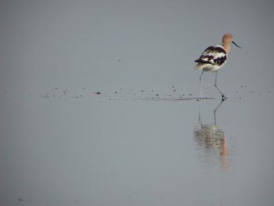 American Avocet