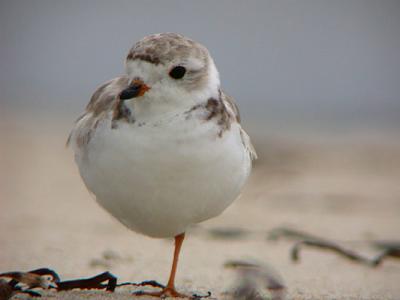 Piping Plover