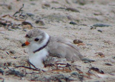 Piping Plover