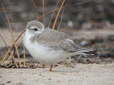 Piping Plover