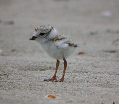 Piping Plover