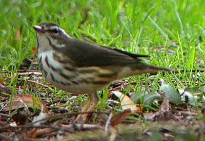 u34/gtepke/medium/22542470.021002LouisianaWaterthrush0578.jpg