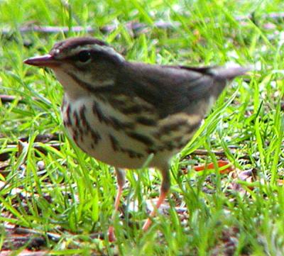 u34/gtepke/medium/22542472.021002LouisianaWaterthrush0591.jpg