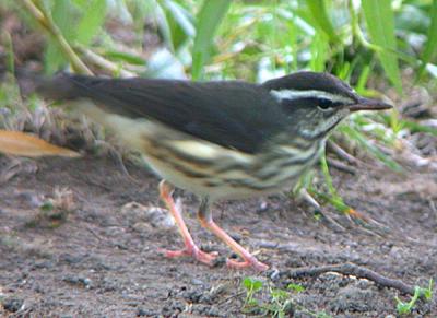 u34/gtepke/medium/22542474.021002LouisianaWaterthrush0601.jpg