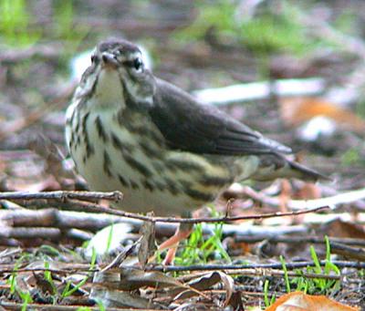 u34/gtepke/medium/22542477.021002LouisianaWaterthrush0609.jpg
