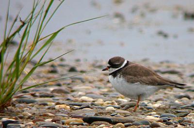 Semipalmated Sandpiper