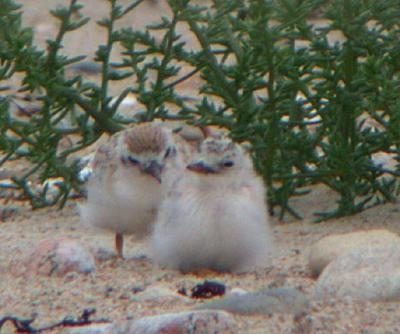 Least Tern (Atlantic)