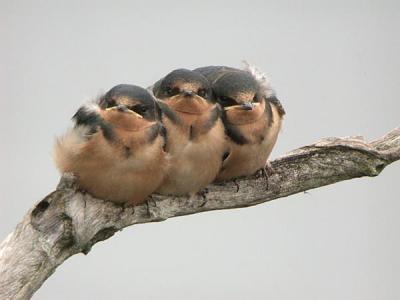 Barn Swallow