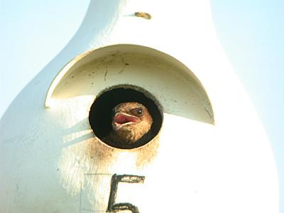 Purple Martin