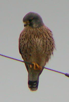 Eurasian Kestrel