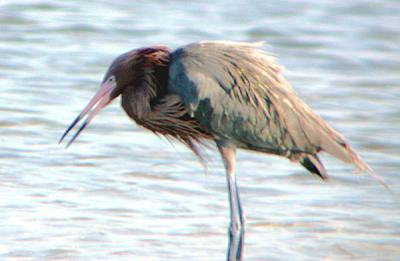 Reddish Egret