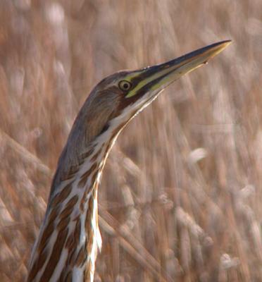 American Bittern