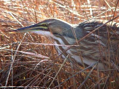 American Bittern