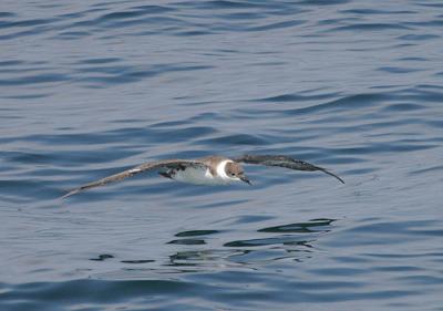 u34/gtepke/medium/22617883.030713GreaterShearwater486.jpg