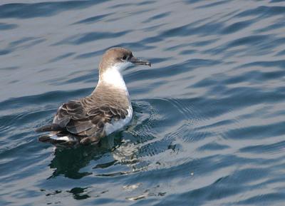 u34/gtepke/medium/22617884.030713GreaterShearwater512.jpg