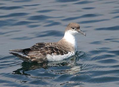u34/gtepke/medium/22617885.030713GreaterShearwater513.jpg