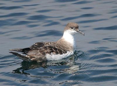 Great Shearwater