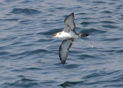 u34/gtepke/medium/22617886.030713GreaterShearwater562.jpg