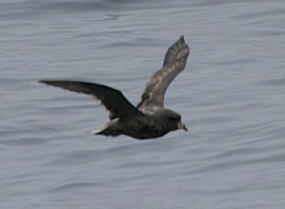 Northern Fulmar