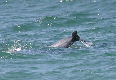 Bottlenose Dolphin