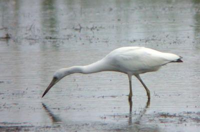 Little Blue Heron