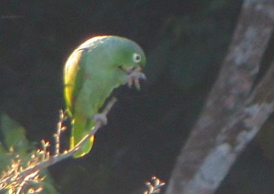 Mealy Parrot