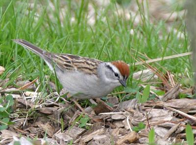 Chipping Sparrow