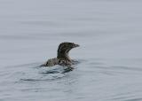 Rhinoceros Auklet