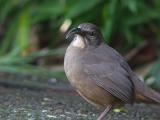 California Thrasher