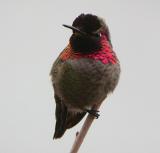 Annas Hummingbird