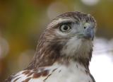 Red-tailed Hawk, Eastern form