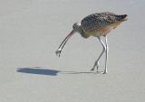 Long-billed Curlew