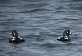 Harlequin Duck