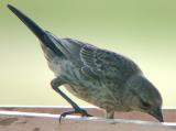 Brown-headed Cowbird