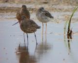 Hudsonian Godwit