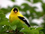 American Goldfinch