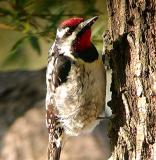 Yellow-bellied Sapsucker