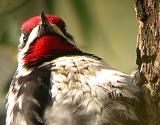 Yellow-bellied Sapsucker