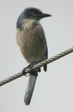 Florida Scrub-Jay