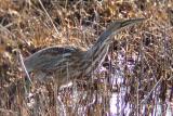 American Bittern