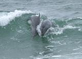 Bottlenose Dolphin